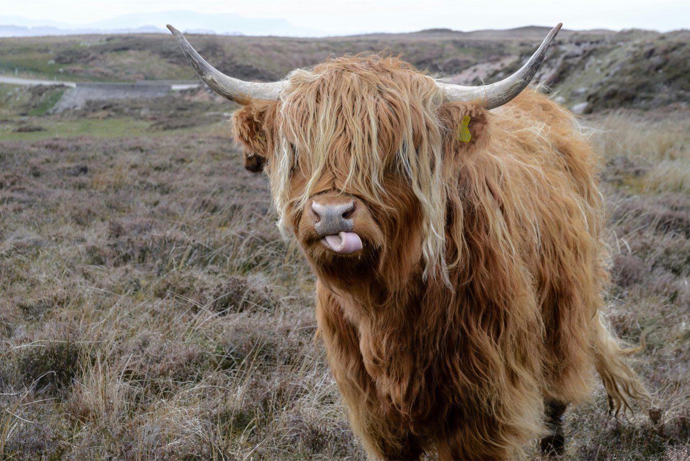 Bella the Highland Cow