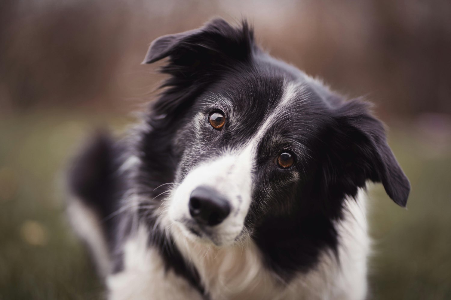 Jack the Border Collie